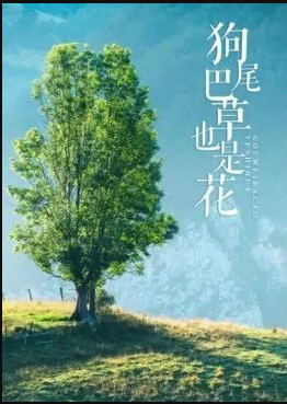 电影：狗尾巴草也是花