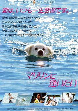 电影：想见玛丽琳